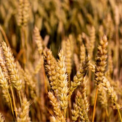 TAKA: polyurethane glues, primers and industrial detergents